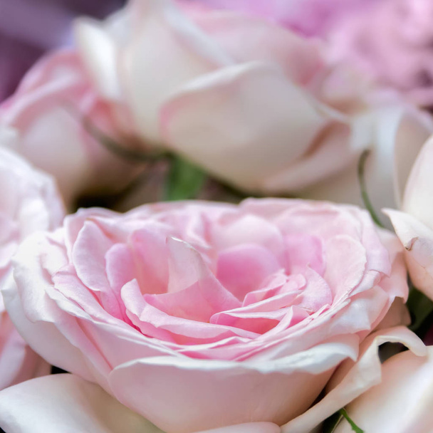 Rose flowers blooming - Fotografie, Obrázek