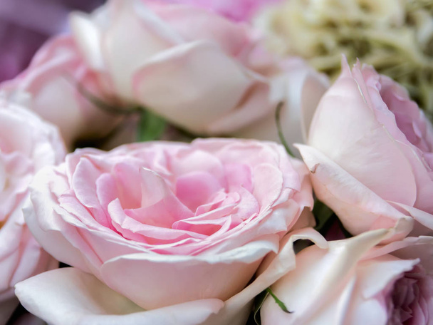 Rose flowers blooming - Фото, изображение
