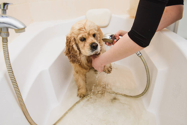 Cane sta prendendo una doccia a casa
 - Foto, immagini