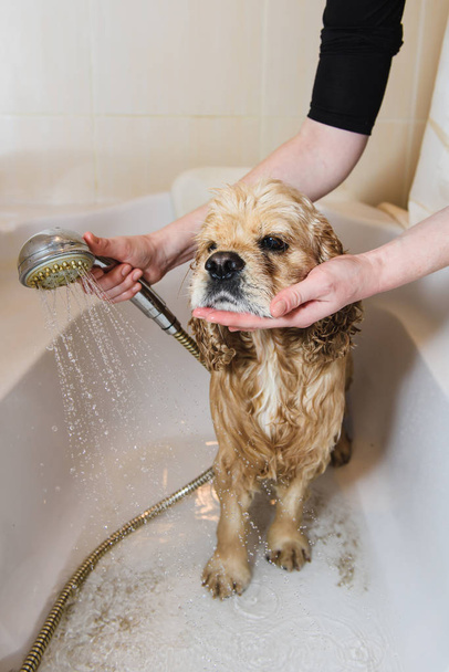 犬は家でシャワーを浴びてください。 - 写真・画像