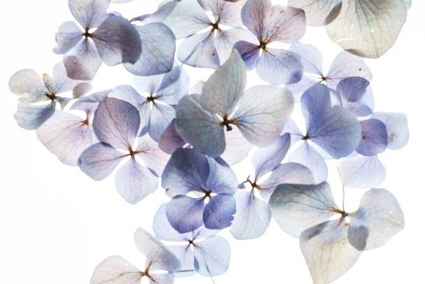 floral composition on white - Foto, Bild