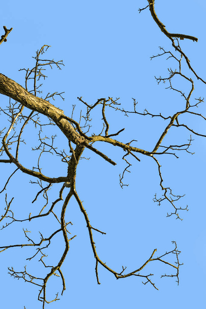 albero con cielo blu come sfondo
 - Foto, immagini