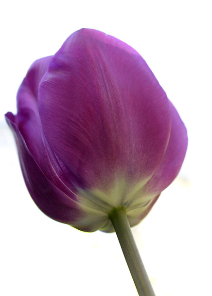 Purple Tulip on White Background - Valokuva, kuva