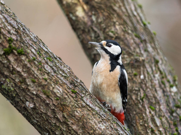 El gran pájaro carpintero manchado, Dendrocopos major, pájaro hembra sentado en un árbol
 - Foto, imagen