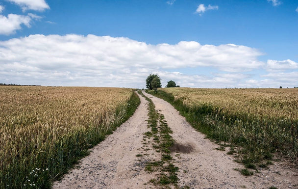 estrada suja com aruond cornfield, árvores isoladas e céu azul com poucas nuvens
 - Foto, Imagem