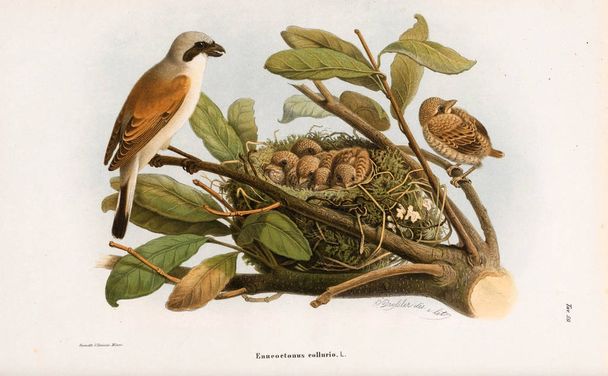 Illustration of birds. - Photo, Image