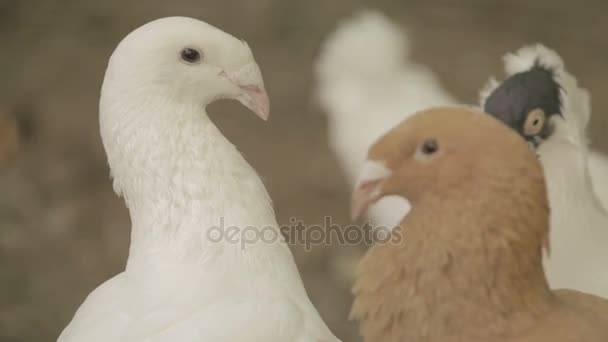 Pigeons close up white and brown - Video