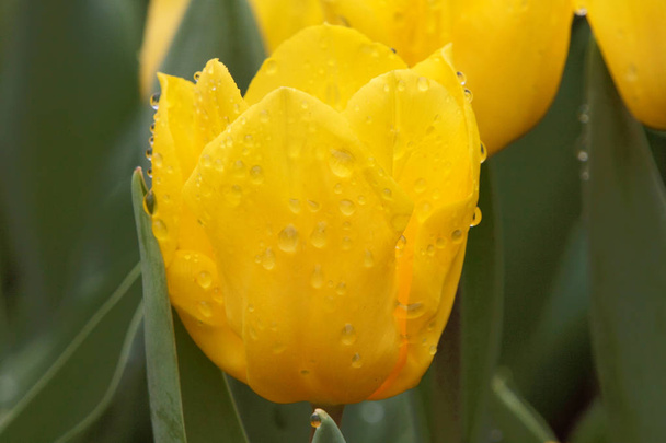雨の後咲く黄色いチューリップ - 写真・画像