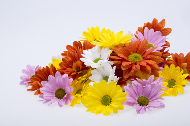 Primer plano de las coloridas flores de crisantemo
 - Foto, Imagen