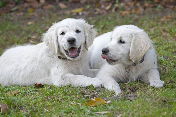 Due cuccioli Golden Retriever
 - Foto, immagini