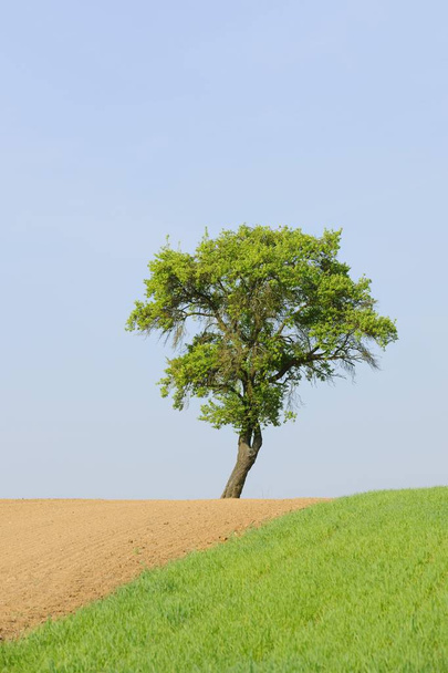Pear tree (Pyrus) in field  - Foto, Bild