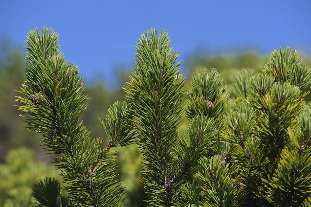 Mountain pine, Mugo pine (Pinus mugo), Untersberg, Groedig, Salzburg, Austria, Europe - Foto, Imagem