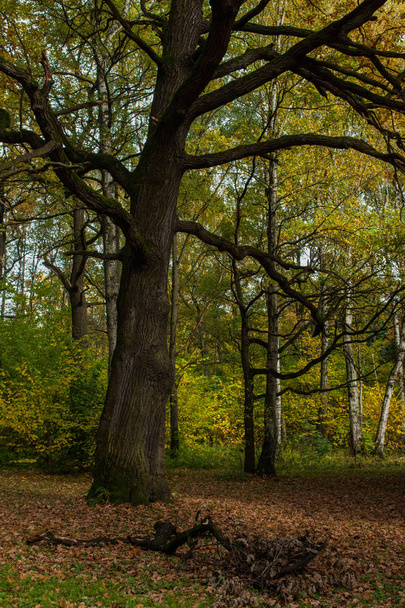 Botanical garden, autumn Park - Fotoğraf, Görsel