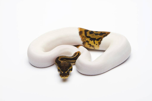 Royal  Python on white background  - Photo, image