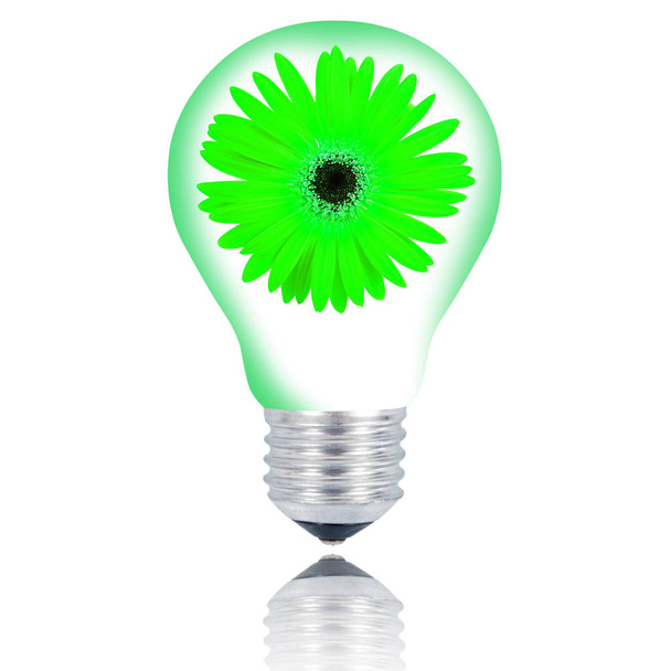 isolated flower light bulb on white background - Фото, изображение