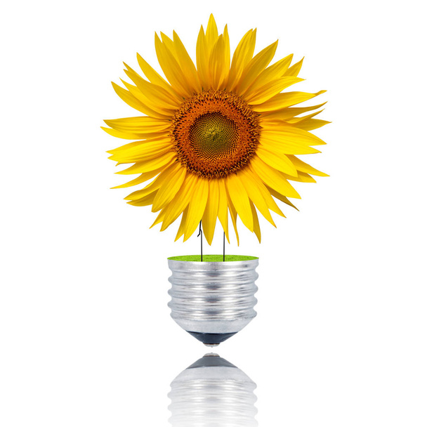 isolated flower light bulb on white background - Photo, image