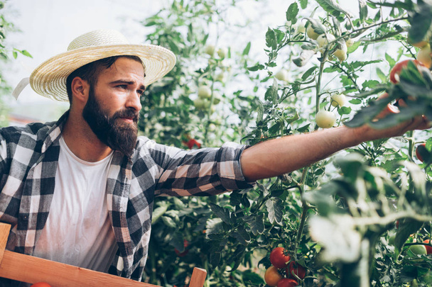 Male farmer picking fresh tomatoes - Fotografie, Obrázek