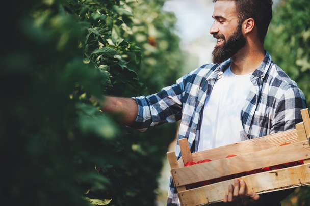 Male farmer picking fresh tomatoes - Zdjęcie, obraz