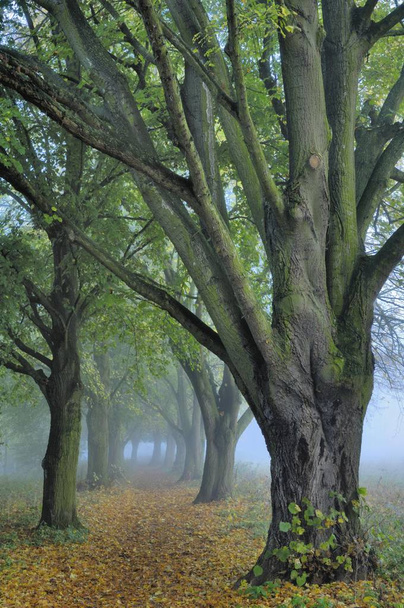 秋の大広葉樹のリンデン (ティリア platyphyllos) - 写真・画像