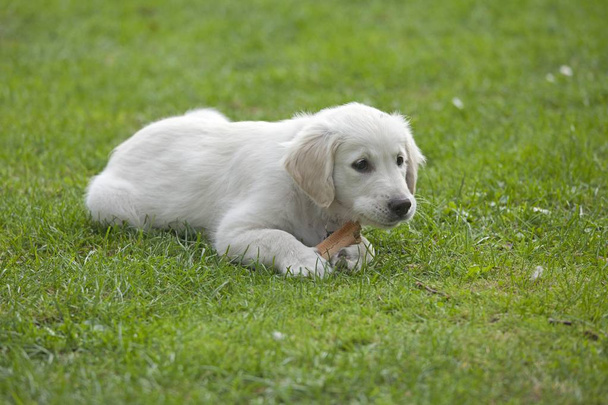 Golden Retriever puppy in green grass - Фото, зображення