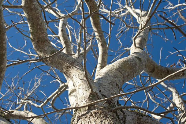 Bare tree against a blue sky - Fotografie, Obrázek
