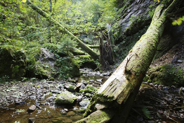 Dead wood in Lotenbachklamm gorge, Black Forest, Wutachschlucht nature reserve, Baden-Wuerttemberg, Germany, Europe - Фото, зображення
