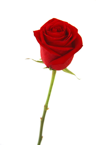 piękna czerwona róża - Zdjęcie, obraz