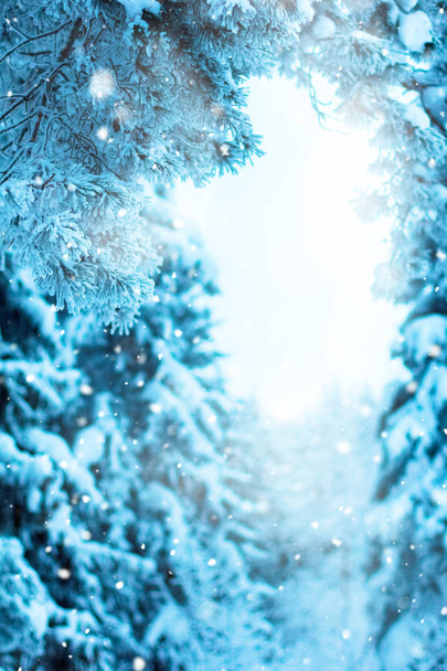 zimowy krajobraz z pokrytymi śniegiem drzewami - Zdjęcie, obraz