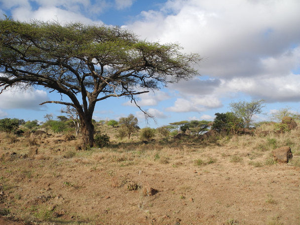 boom savannelandschap - Foto, afbeelding
