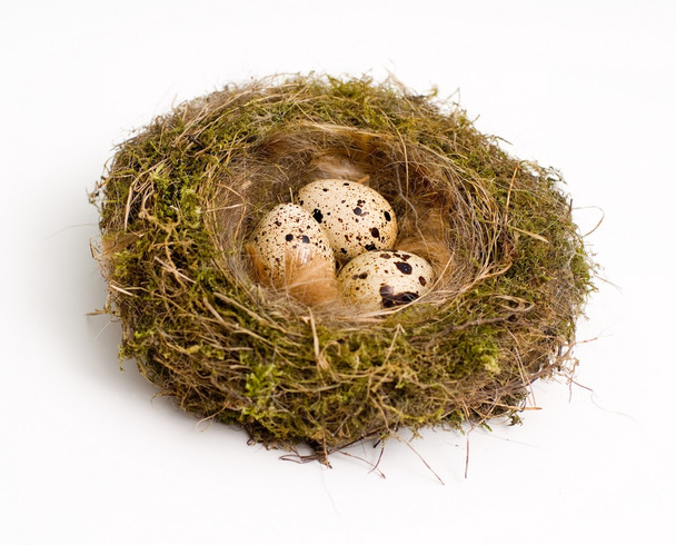 Nest mit Eiern - Foto, Bild
