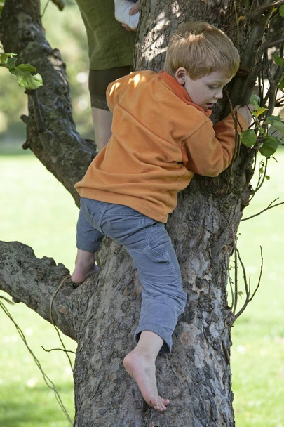 Pieni poika kiipeää puuhun
 - Valokuva, kuva