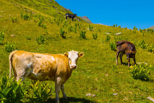 cow on a mountain pasture - Фото, изображение