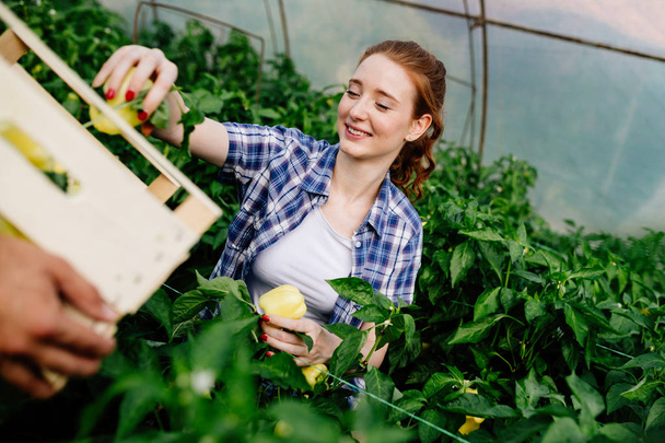 female farmer working in his greenhouse - Zdjęcie, obraz