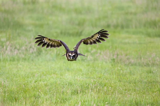 Malaysian wood owl flying - Fotografie, Obrázek