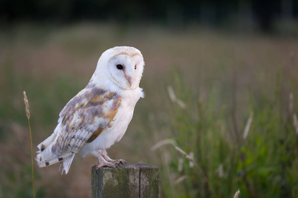 White barn owl  - Фото, зображення