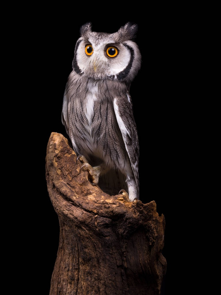 African White Faced Owl isolated - Fotografie, Obrázek