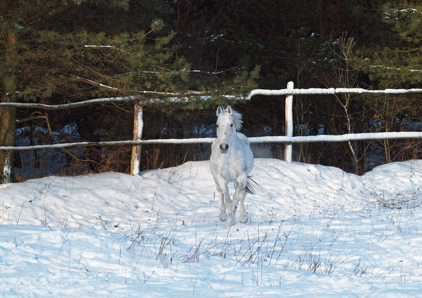 El caballo gris camina sobre la nieve
 - Foto, imagen