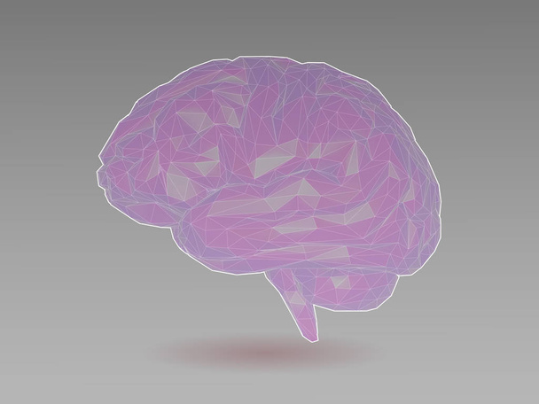 Low poly transparent brain illustration  - Vector, Image