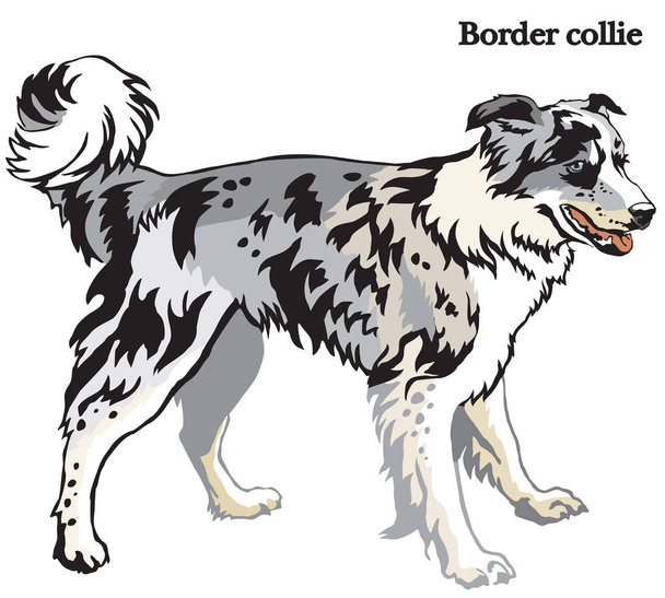 Border collie vector ilustración
 - Vector, imagen