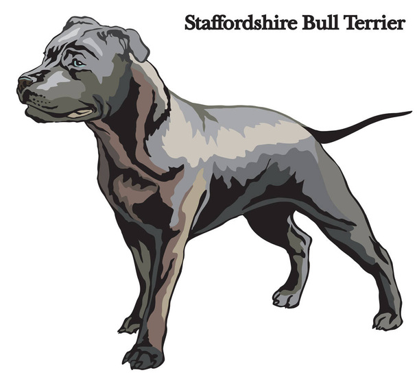 Staffordshire Bull Terrier vector illustration - Vector, Image