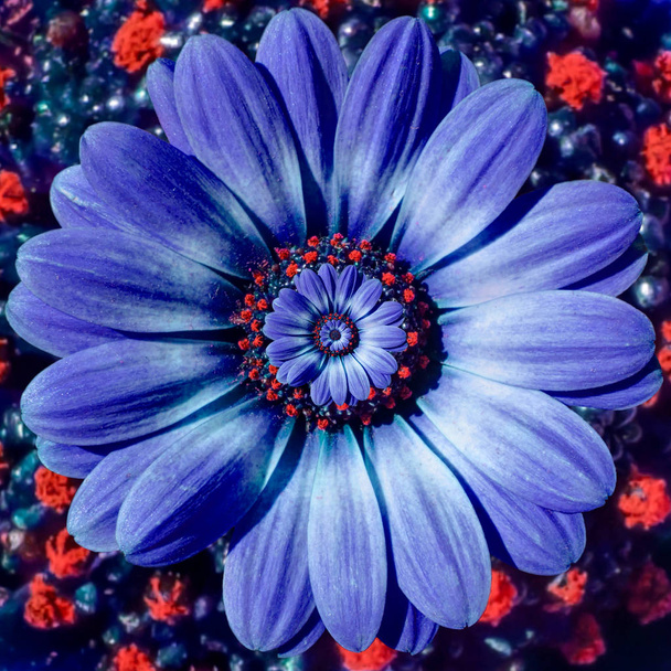 Μπλε χαμομήλι μαργαρίτα λουλούδι επαναλαμβανόμενες αφηρημένη fractal επίδραση μοτίβο φόντου. Μπλε κόκκινο λουλούδι σπείρα αφηρημένη φαντασία κλαστικού. Απίστευτη λουλούδια μοτίβο στρογγυλή κύκλο σπειροειδώς φόντο - Φωτογραφία, εικόνα