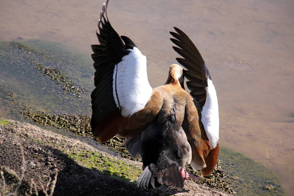 Ικανότητα να πετάξει είναι το κύριο χαρακτηριστικό των πουλιών  - Φωτογραφία, εικόνα