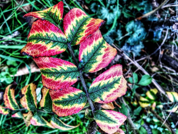 Folhas coloridas de Bush no outono em cores nacionais pan-africanas
 - Foto, Imagem