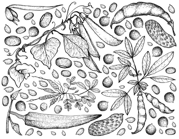 Mão desenhada de legumes em um fundo branco
 - Vetor, Imagem