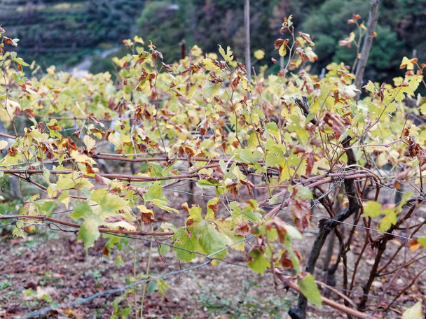 detalle del viñedo en cinco tierras cerca de la spezia
 - Foto, Imagen
