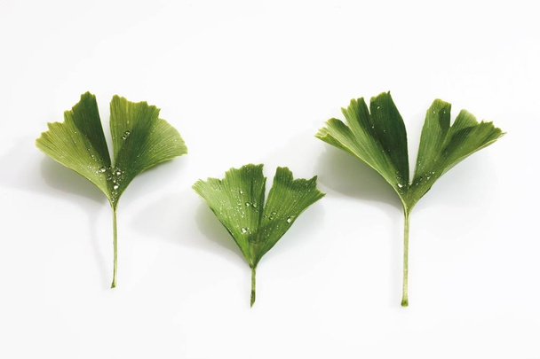 Ginkgo biloba leaves isolated on white background - Фото, изображение