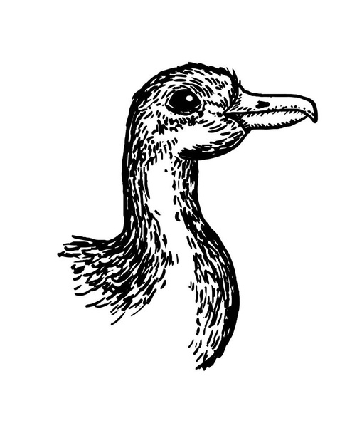 vector dibujado a mano realista pájaro, bosquejo estilo gráfico, pato doméstico, anas platyrhynchos, canard
, - Vector, Imagen