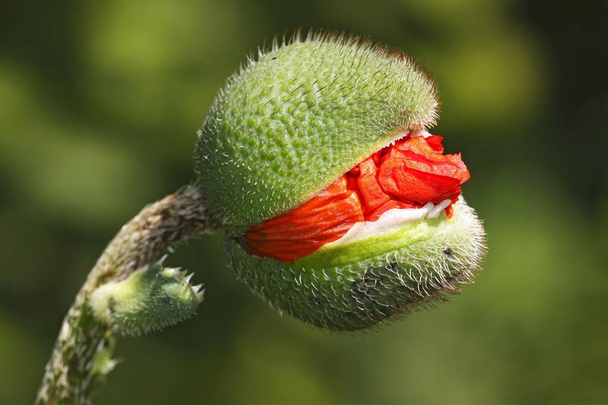 Opening flower bud of Oriental Poppy, Papaver orientale - Foto, imagen