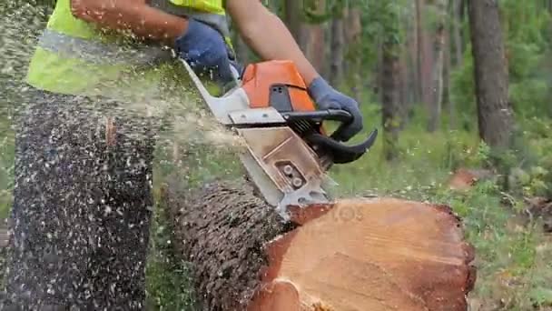 Holzfäller sägt Baumstämme vor dem Transport mit der Motorsäge ab. umstürzender Baum, was vor wenigen Minuten gefallen ist, ist lieferbereit - Filmmaterial, Video