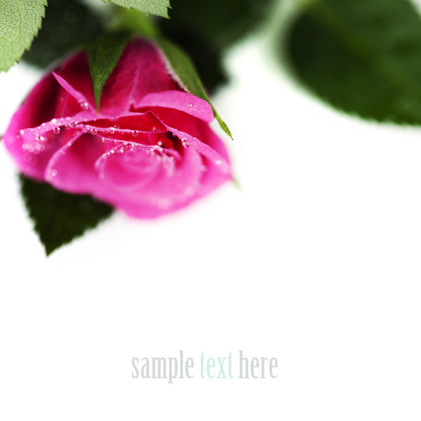 Pink rose - Foto, Imagem